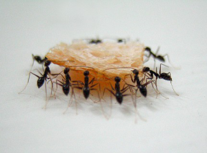 муравьиный agile в действии